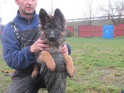 štěňátka německého ovčáka s PP